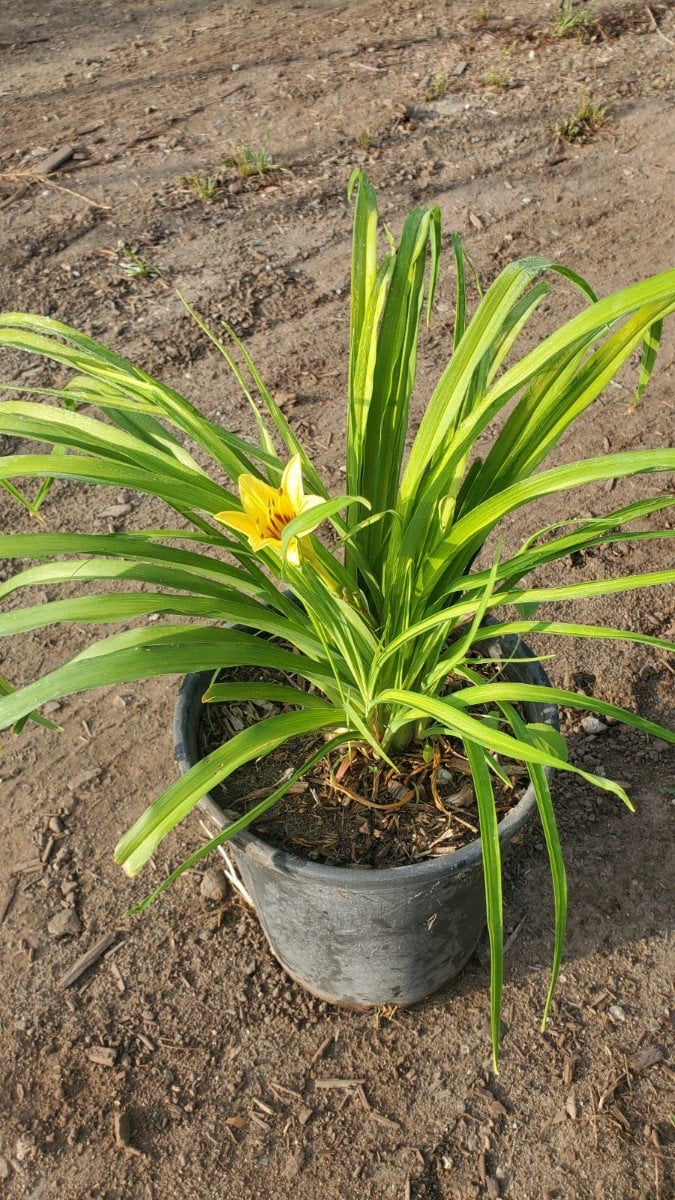 Photo for Hemerocallis hybrid 'Yellow' (Yellow Daylily)