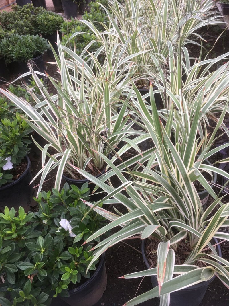 Photo for Liriope muscari 'Variegata' (Variegated Lilyturf)