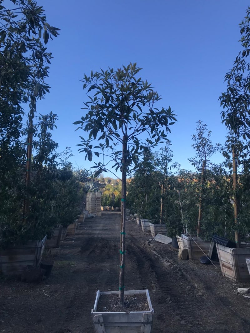 Photo for Lophostemon confertus (Standard) (Brisbane Box)