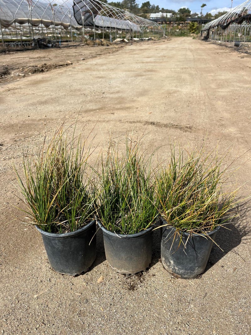 Photo for Carex praegracilis (California Field Sedge)