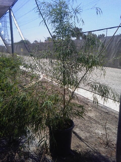 Photo for Otatea acuminata aztecorum (Mexican Weeping Bamboo)