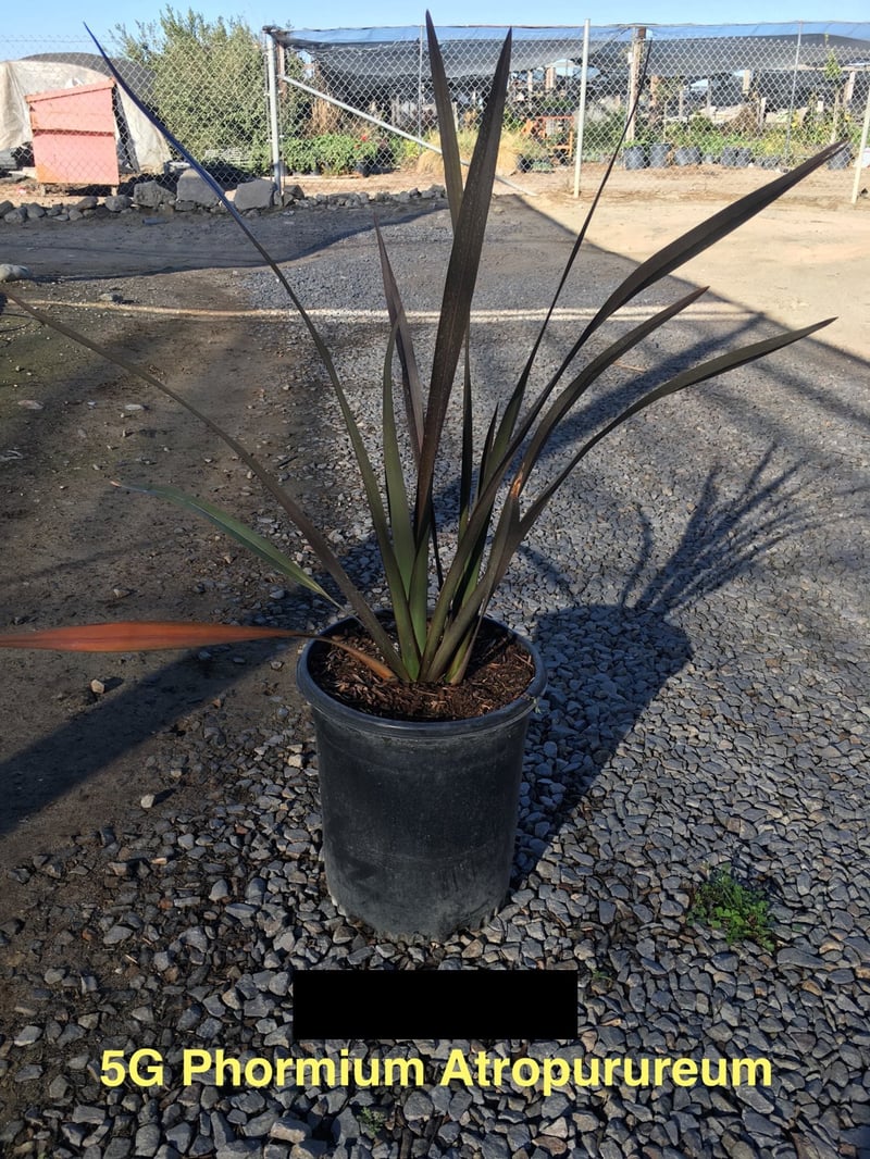 Photo for Phormium tenax 'Atropurpureum' (Bronze Flax)
