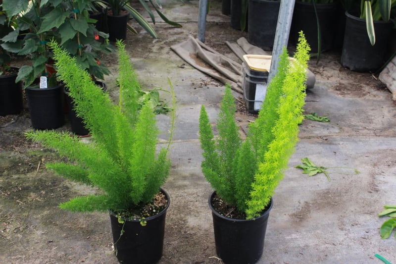 Photo for Asparagus densiflorus 'Myers' (Myers Foxtail Fern)