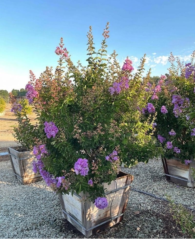 Photo for Lagerstroemia indica 'Catawba' (Multi) (Catawba Crape Myrtle)