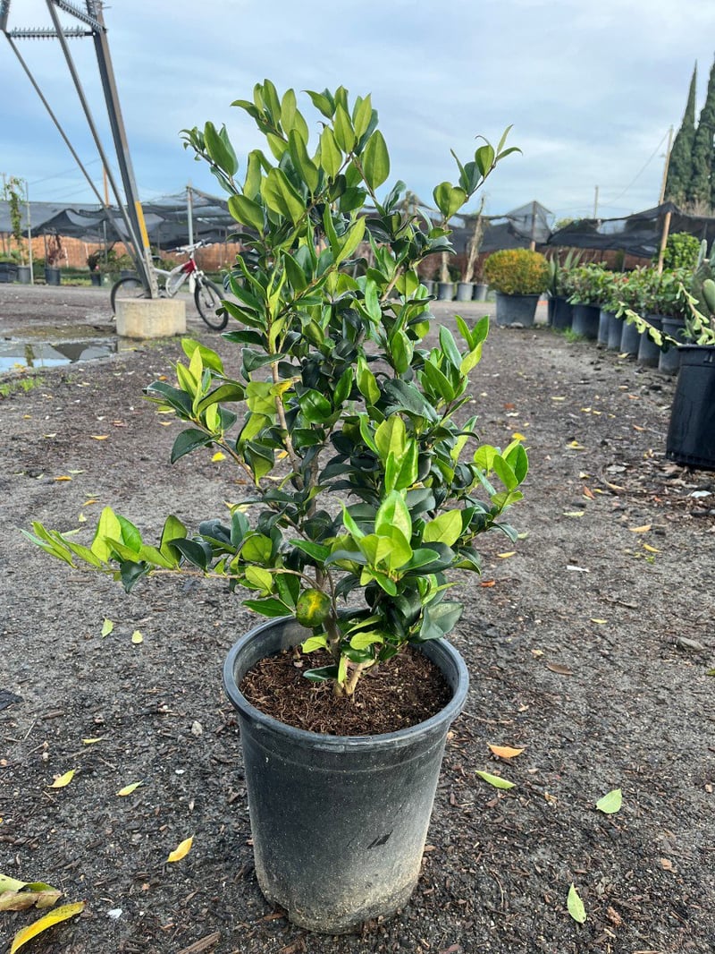 Photo for Ligustrum japonicum 'Texanum' (Waxleaf Privet)