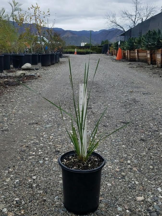 Photo for Lomandra longifolia 'Nyalla' (Nyalla Mat Rush)