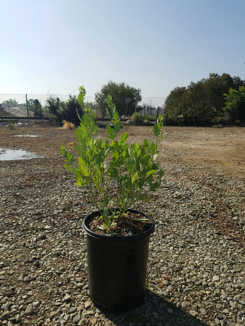 Photo for Romneya coulteri (Matilija Poppy)