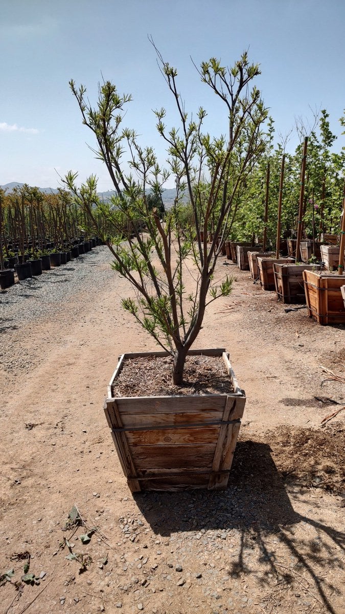 Photo for Chilopsis linearis 'Bubba' (Bubba Desert Willow)