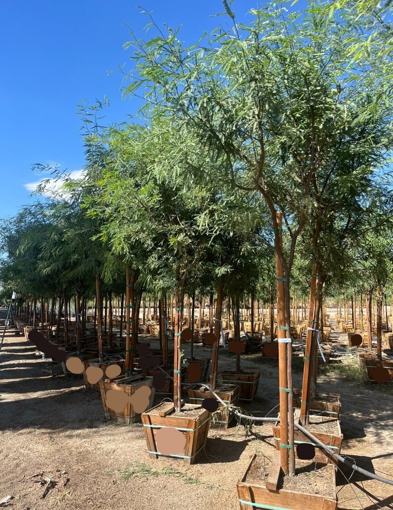 Photo for Prosopis chilensis (Standard) (Thornless Chilean Mesquite)