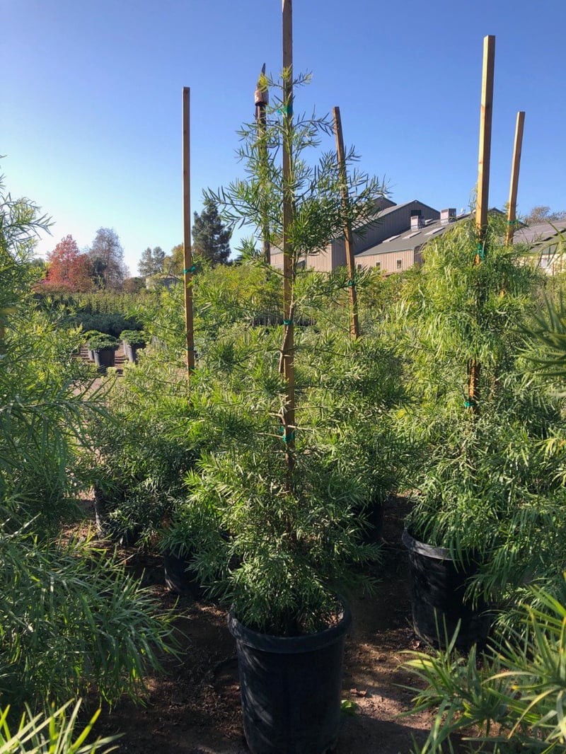 Photo for Podocarpus gracilior (Fern Pine)