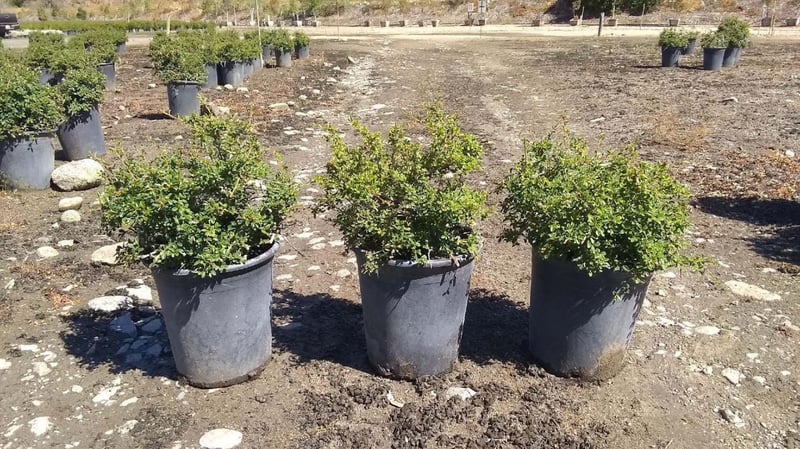 Photo for Cotoneaster dammeri (Bearberry)
