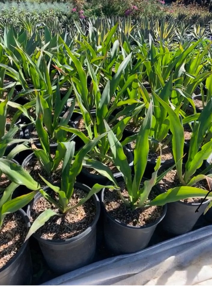 Photo for Furcraea foetida (Mauritius Hemp)