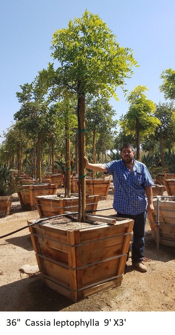Photo for Cassia leptophylla (Standard) (Gold Medallion Tree)
