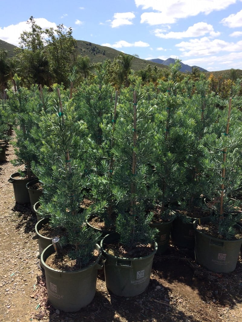 Photo for Podocarpus elongatus ‘Icee Blue' (Icee Blue Fern Pine)