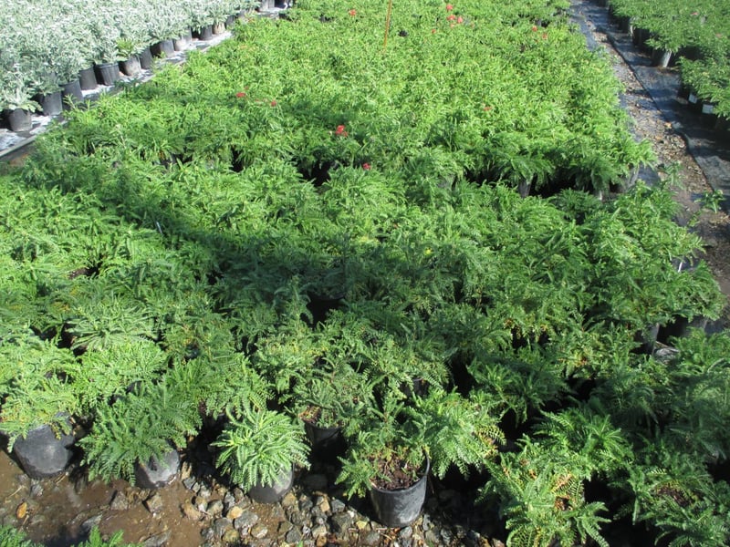 Photo for Achillea 'Paprika' (Paprika Yarrow)