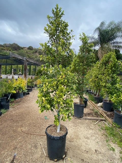 Photo for Ficus microcarpa nitida 'Green Gem' (Green Gem Indian Laurel Fig)