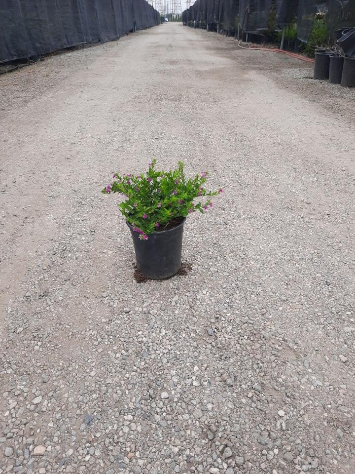 Photo for Cuphea hyssopifolia (Mexican Heather)
