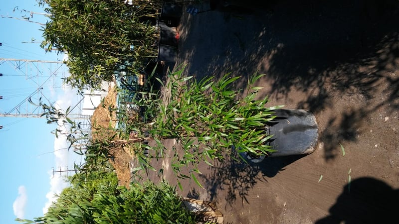 Photo for Phyllostachys nigra (Black Bamboo)