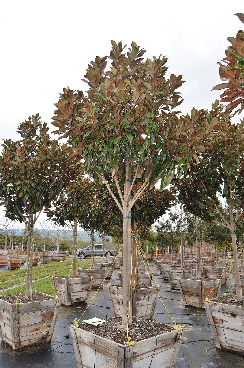 Photo for Magnolia grandiflora 'D.D. Blanchard' (D.D. Blanchard Southern Magnolia)