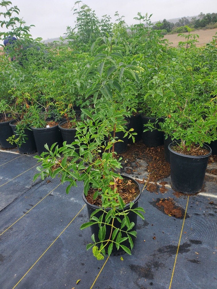 Photo for Sambucus mexicana (Blue Elderberry)