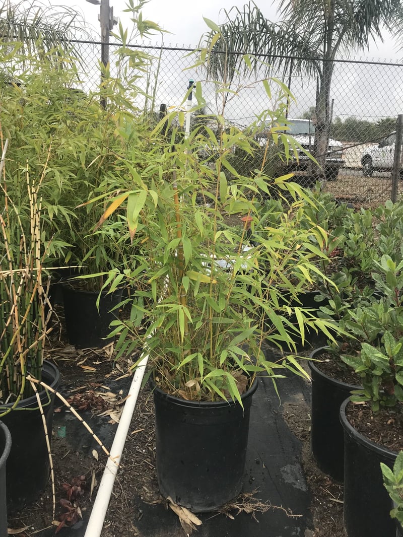 Photo for Phyllostachys aurea (Golden Bamboo)