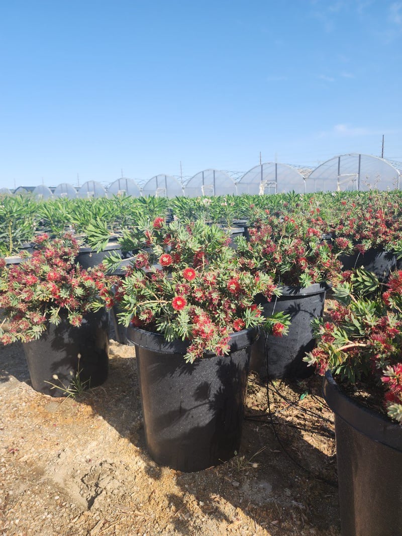 Photo for Callistemon citrinus 'Little John' (Dwarf Bottlebrush)