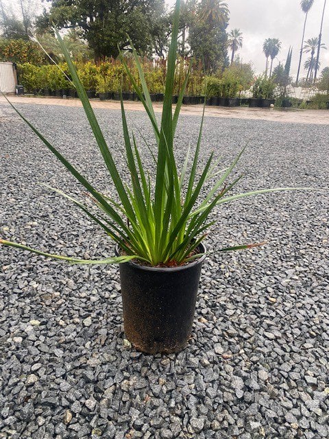 Photo for Dietes vegeta (African Iris)