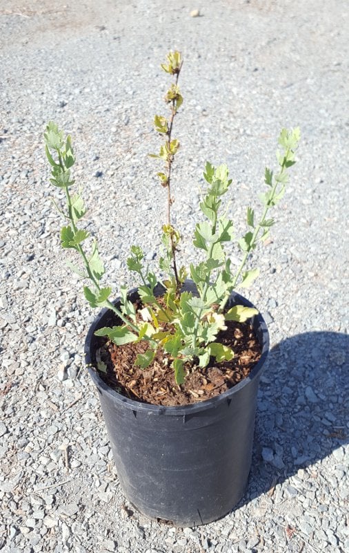 Photo for Romneya coulteri (Matilija Poppy)
