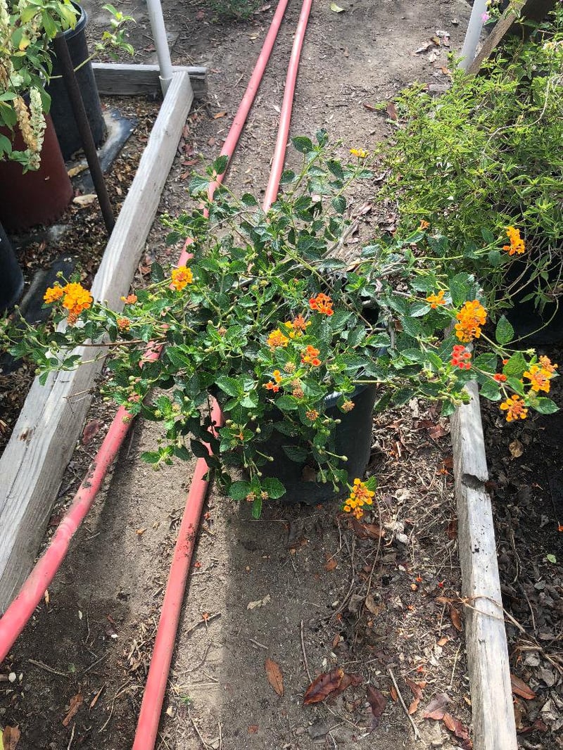 Photo for Lantana camara 'Radiation' (Radiation Bush Lantana)