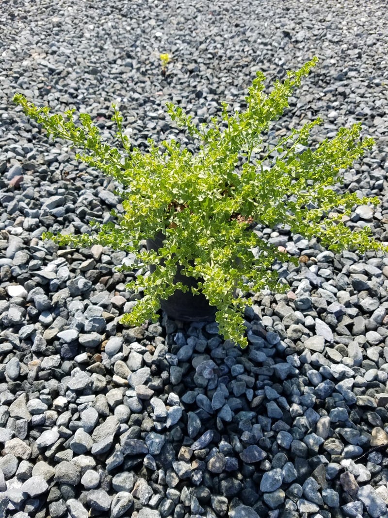 Photo for Baccharis pilularis 'Pigeon Point' (Pigeon Point Dwarf Coyote Brush)