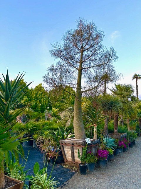 Photo for Brachychiton rupestris (Queensland Bottle Tree)