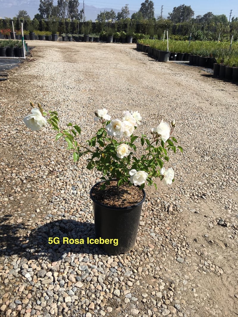 Photo for Rosa acicularis 'Iceberg' (Iceberg Rose)