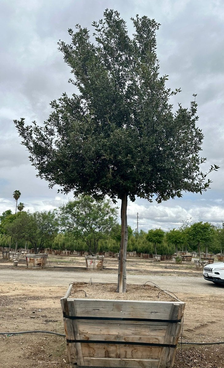Photo for Quercus ilex (Standard) (Holm Oak, Holly Oak, Evergreen Oak)
