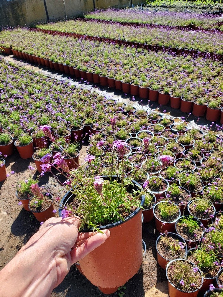 Photo for Verbena lilacina 'De La Mina' (De La Mina Verbena)