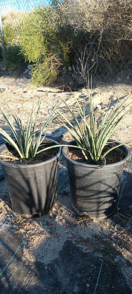 Photo for Hesperaloe parviflora (Red Yucca)