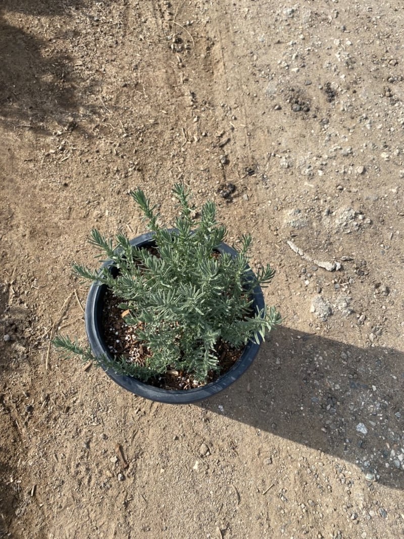 Photo for Lavandula stoechas (Spanish Lavender)