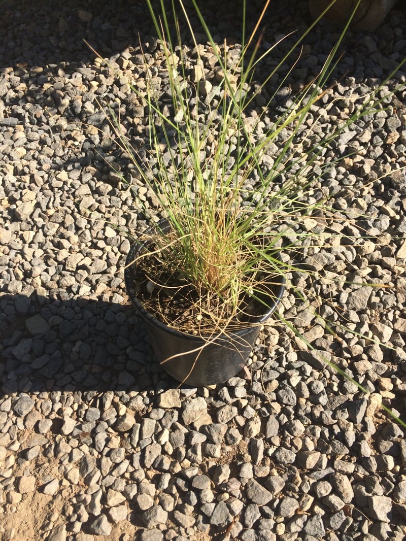 Photo for Aristida purpurea var. purpurea (Purple three awn)