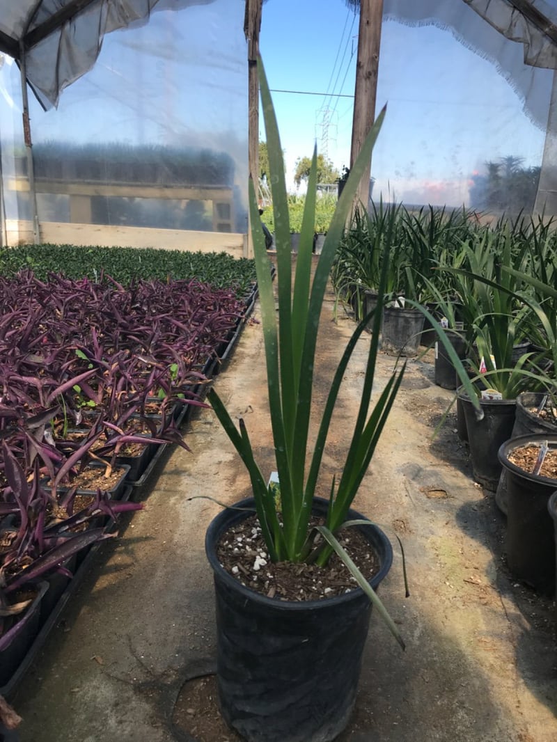 Photo for Anigozanthos 'Big Roo' (Yellow Tall) (Kangaroo Paw )