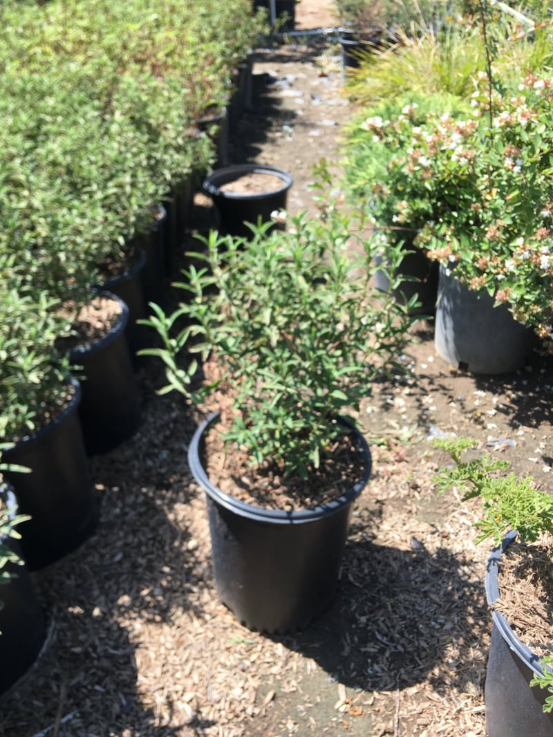 Photo for Cistus x purpureus (Orchid Rockrose)
