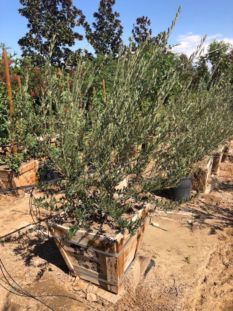Photo for Olea europaea 'Majestic Beauty' (Majestic Beauty Fruitless Olive)