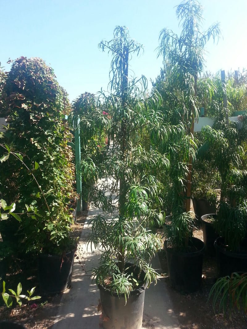 Photo for Podocarpus elongatus 'Monmal' (Column) (Icee Blue Yellow-Wood)