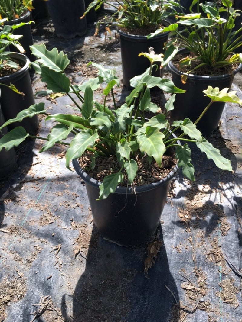 Photo for Philodendron Xanadu 'Winterbourn' (Winterbourn Philodendron)