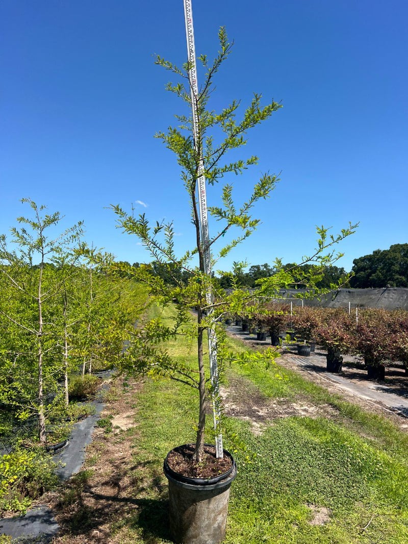 Photo for Taxodium distichum (Bald Cypress)