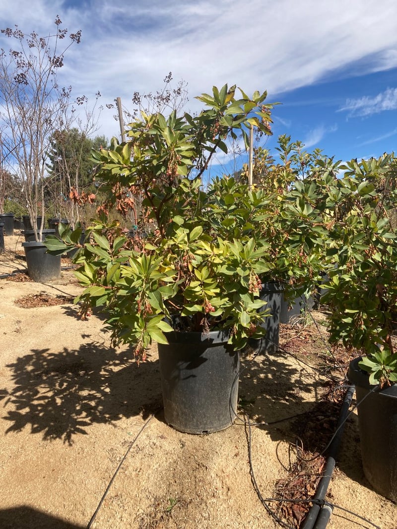Photo for Arbutus unedo (Strawberry Tree)