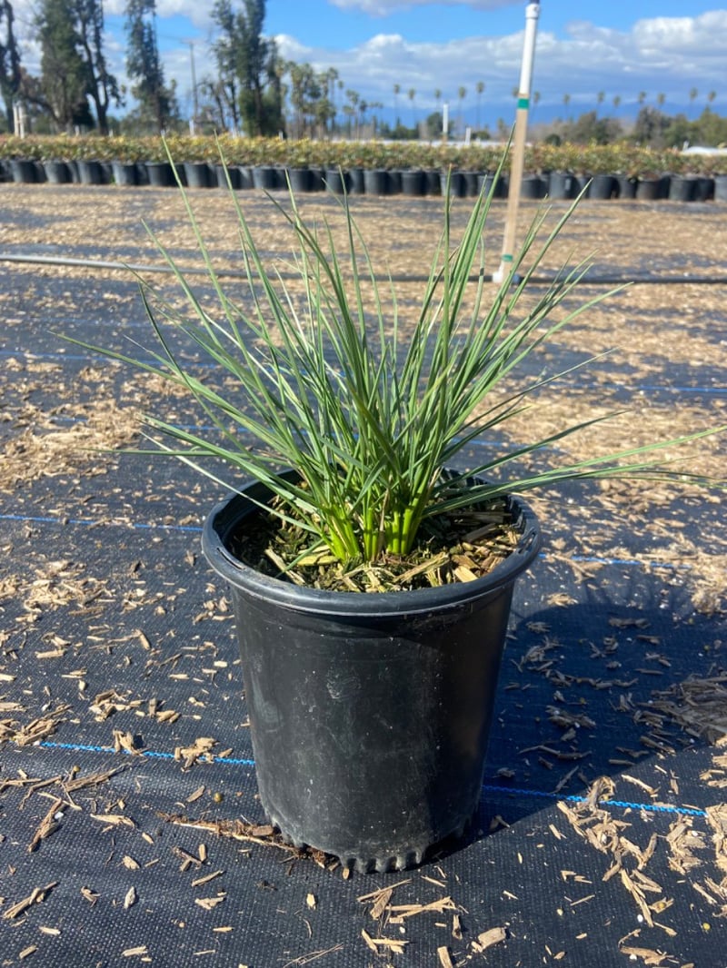 Photo for Festuca mairei (Atlas Fescue)