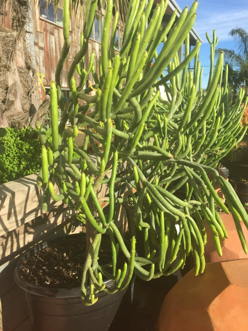 Photo for Euphorbia leucodendron (Cat Tails Euphorbia)