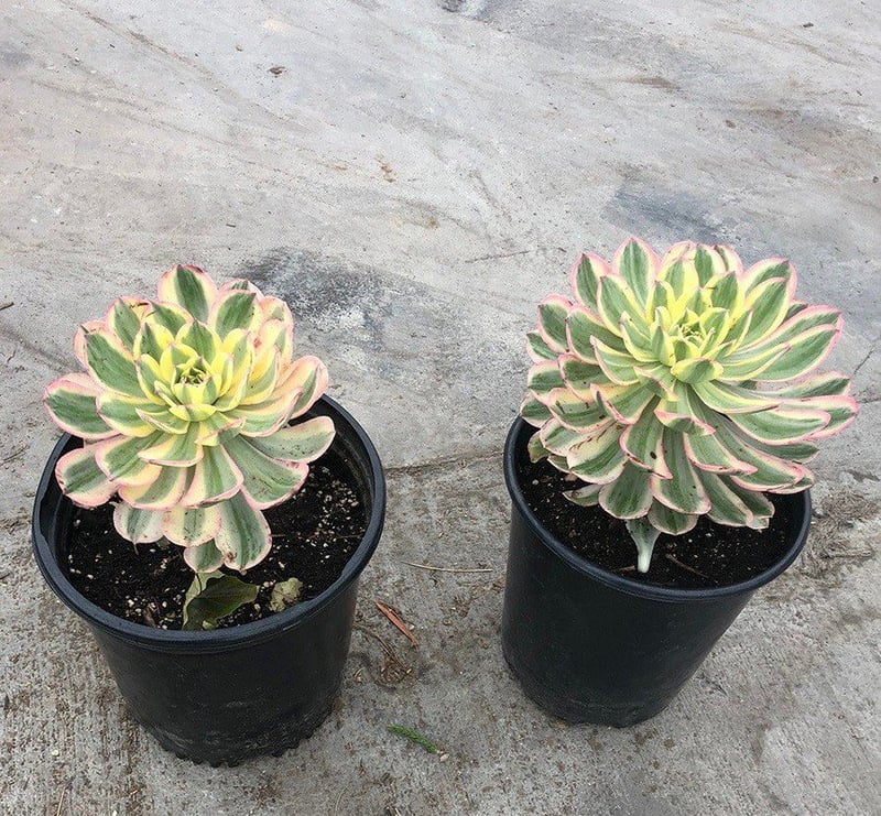 Photo for Aeonium 'Sunburst' (Copper Pinwheel)