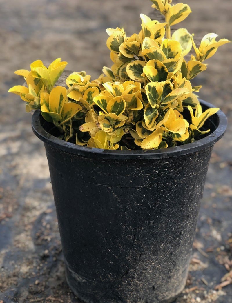 Photo for Euonymus japonicus 'Aureo-marginatus' (Golden Euonymus)