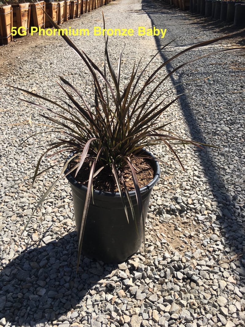 Photo for Phormium x 'Bronze Baby' (Bronze Baby New Zealand Flax)