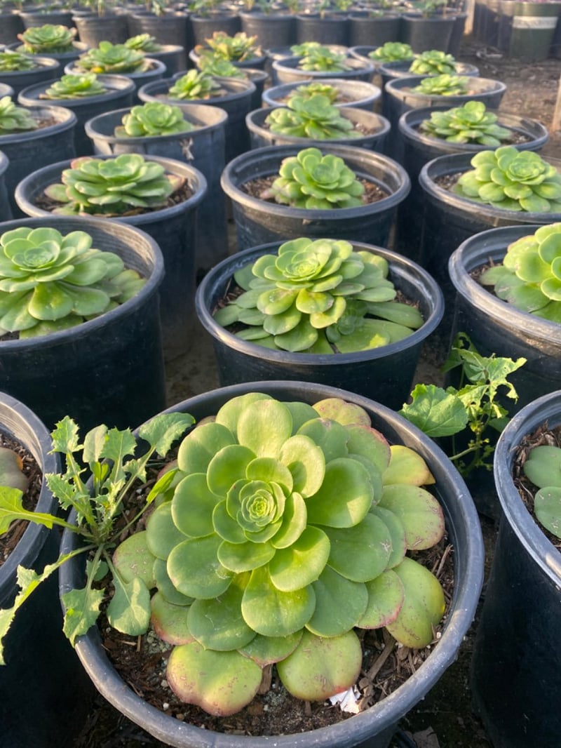 Photo for Aeonium 'Mint Saucer' (Green Aeonium)
